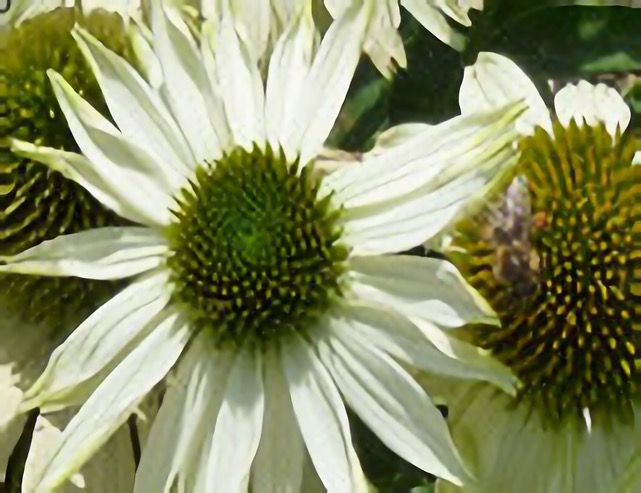 Ausschnitt einer Blüte