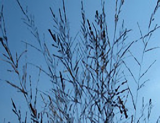 Ausschnitt Getreidefeld